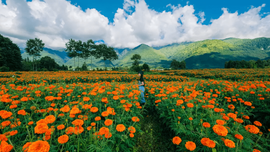 桂花|落日跌进昭昭星野，人间忽晚，山河已秋