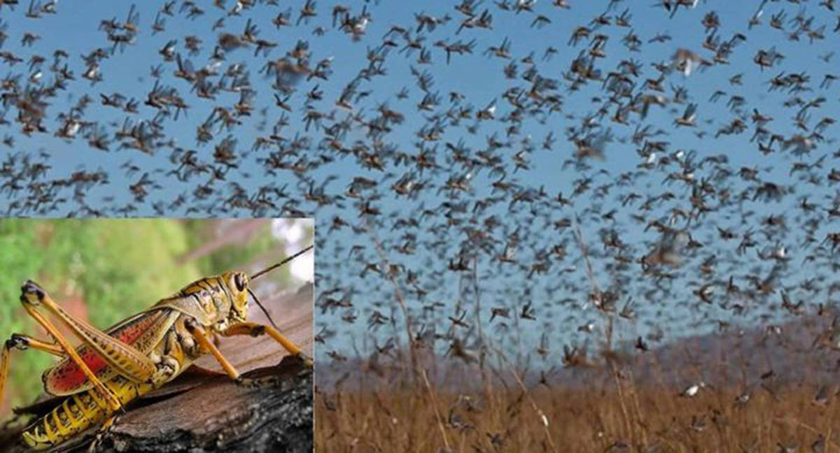 河北地区草原就出现了大量土蝗虫,但是没有形成可迁徙的蝗虫群,所以