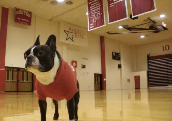 美国大学吉祥物盘点系列 可爱的小动物谁是他们之中的顶流呢 Rhett