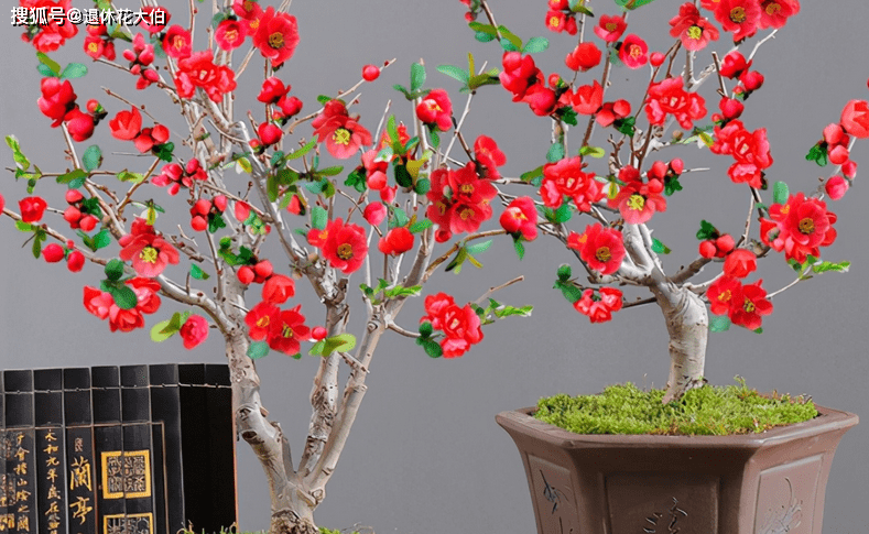 海棠花盆栽要领有4点 落实到位 植株健壮且开花多 养护