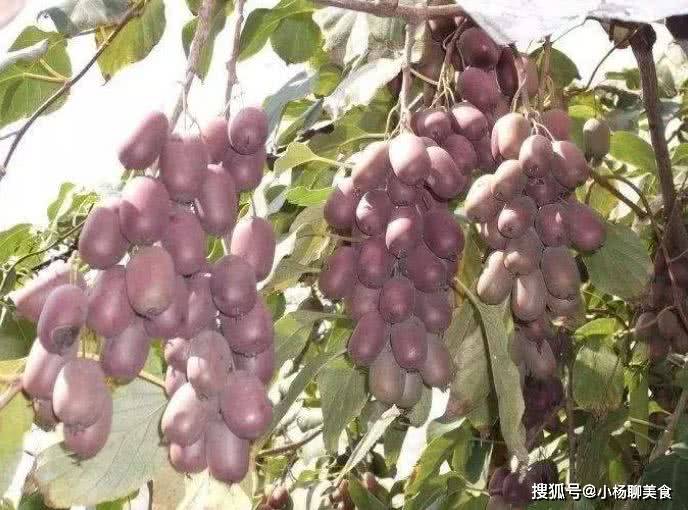 物质|入秋后,晚上当零食吃几个,排出毒素,减淡色斑,肌肤细腻显年轻