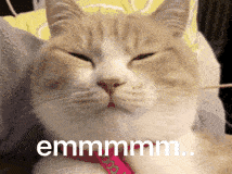 补充|猫咪喂食6大误区,家长早知道,猫咪少受罪!