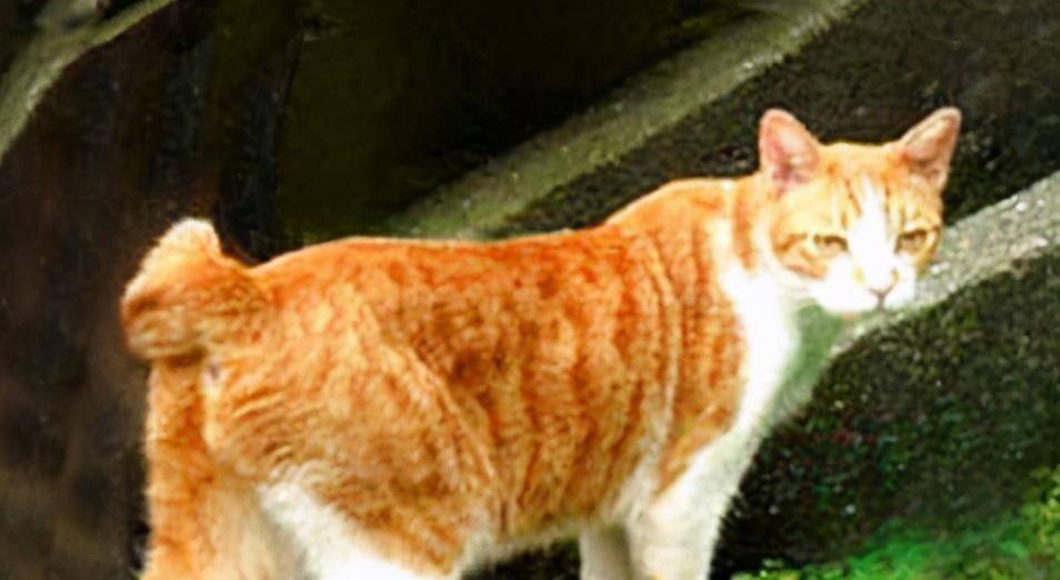 地区盘点中国5大“土猫”，你都认识吗？