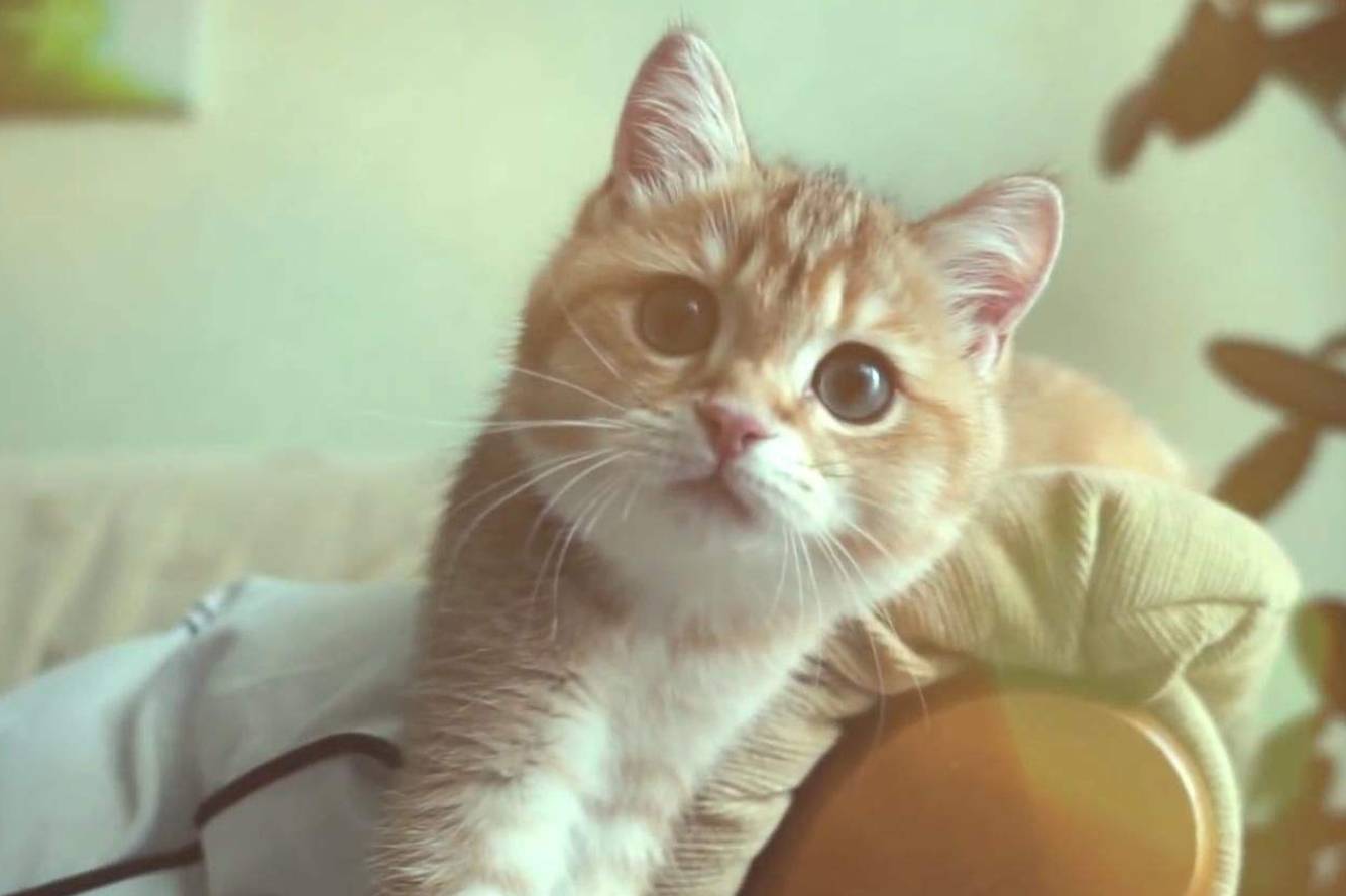 不用刷牙的猫咪有哪些 bcbaafd030e346fc8db1a12209d6fd8d.jpeg