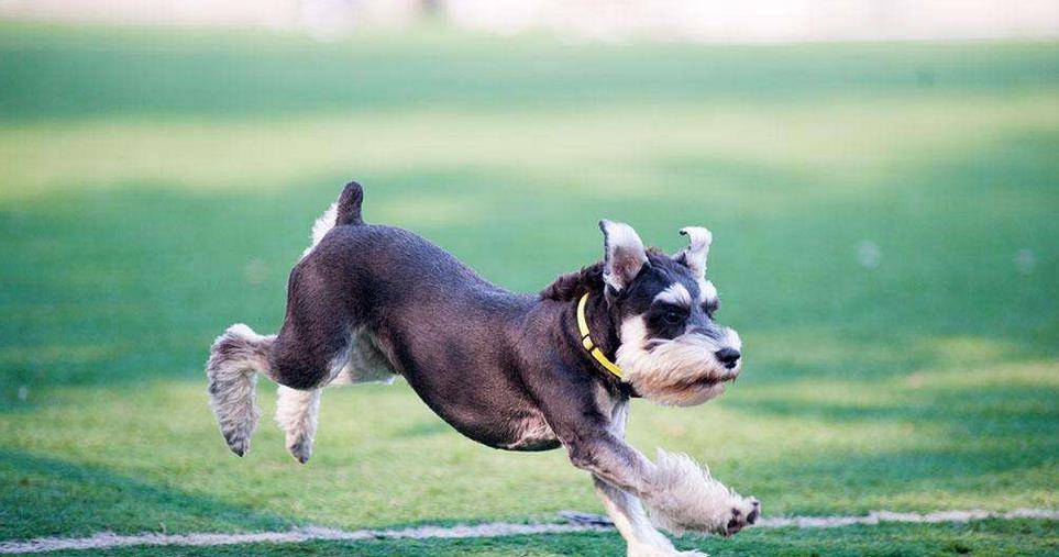 因为|雪纳瑞犬一生的6大“心愿”,你有帮它实现吗?