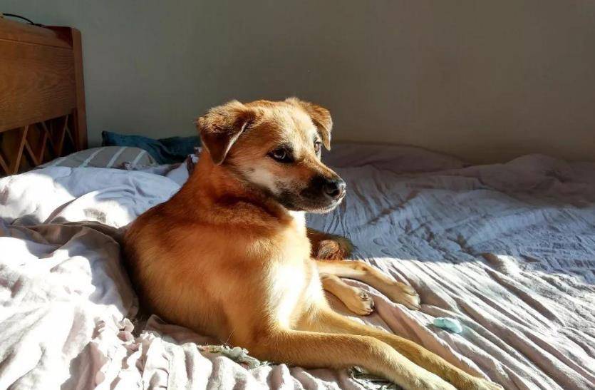 如何给狗狗做床 c5b1bf35bb574dbda05a6fd14e5868a2.jpeg