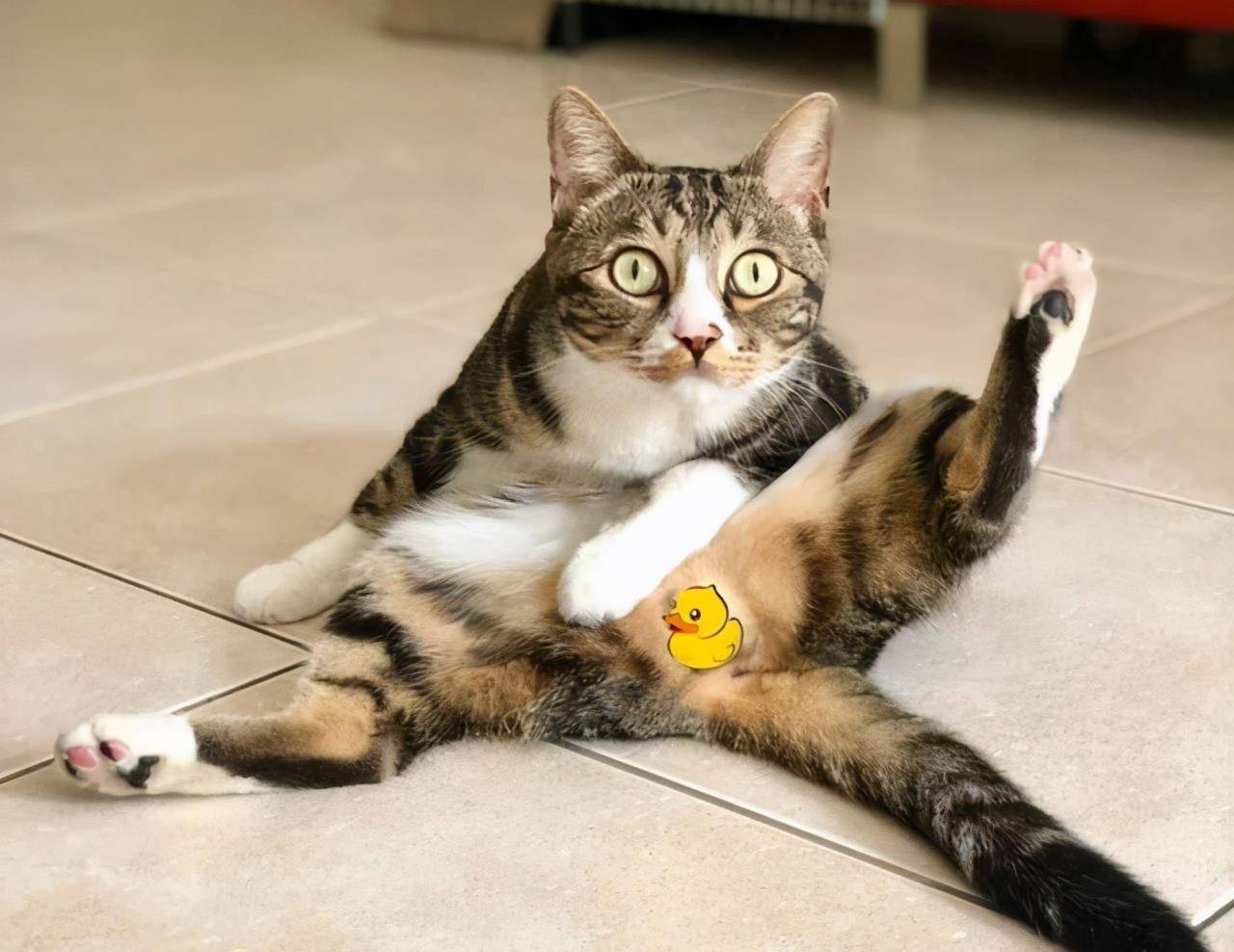 名字尿爸养新猫了，尿尿有伙伴了，然而网友只关心新猫的名字