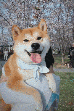 技能|上班族没时间照顾狗狗？狗狗也能上幼儿园啦