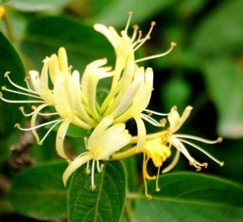 蔬菜|女人一定要吃它,增强免疫功能,益气补血,夏季养生佳品!