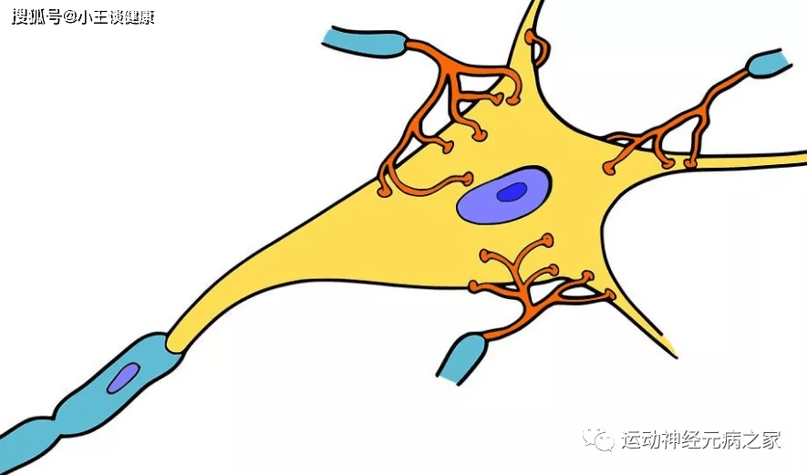 治疗|肌萎缩侧索硬化！（运动神经元篇）