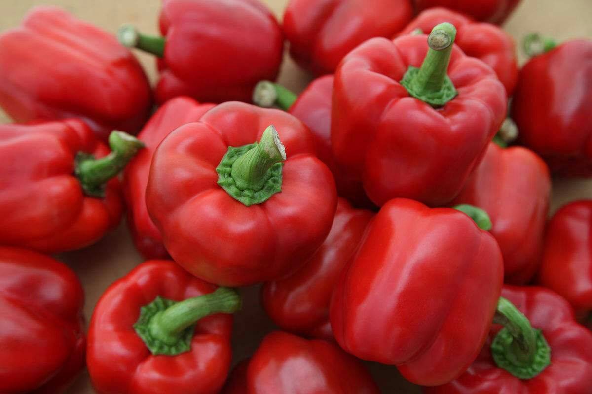 甜椒品种有哪些