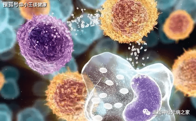 科普|运动神经元是什么?(定向科普)