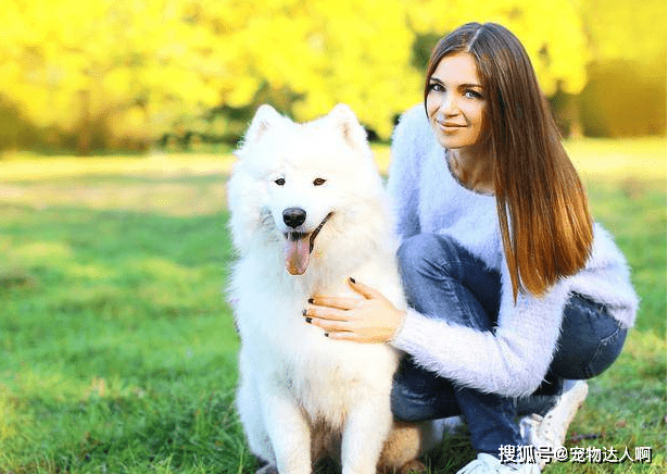 因为|为什么狗狗不敢反抗主人,难道是因为打不过?那你就错了!