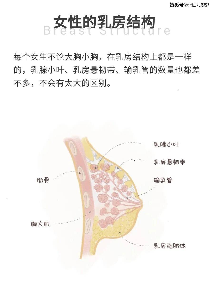 胸部|女生到底多大才称得上是大胸？女生的罩杯多少算是大