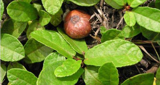 小时候|农村娃子的零食，你们吃过几种？