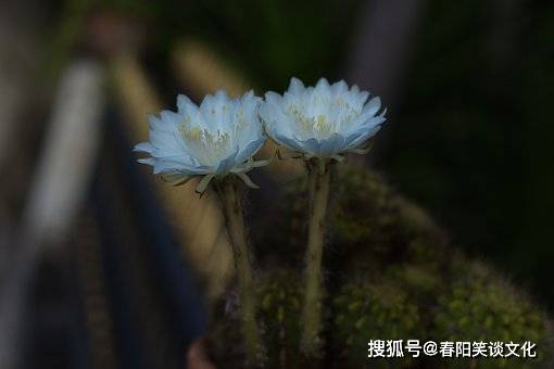 ba280d17a68d44fe93fd3a90ffd0a9db.jpeg