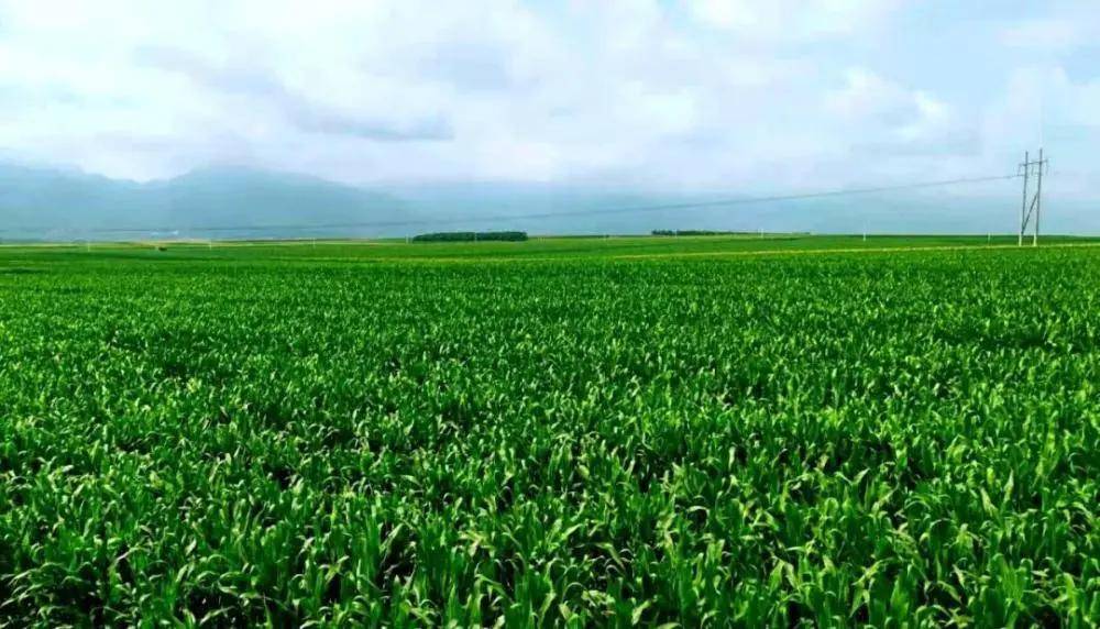 长安|数字农业助力产业发展 | 长安唐村MAP智农系统上线运行