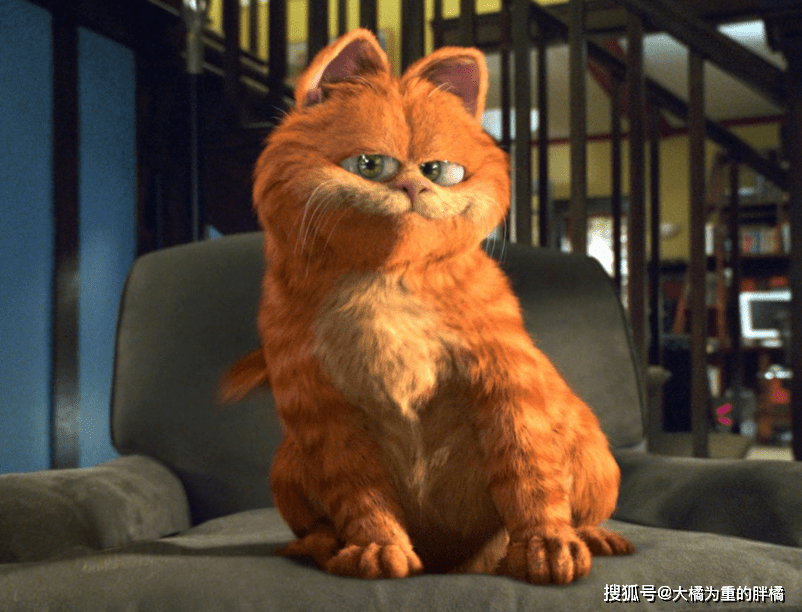 猫咪|加菲猫流落街头，曾遭熊孩子捉弄，又被流浪狗咬伤，可怜的毛孩子