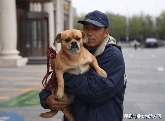 因为|为什么狗狗不敢反抗主人,难道是因为打不过?那你就错了!