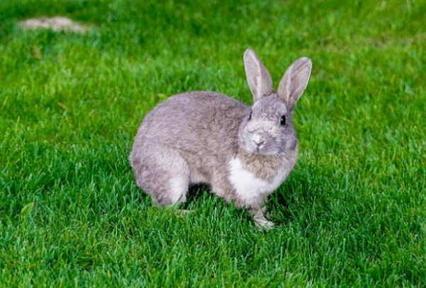 兔子可以吃什么干树叶 e132769cd0a943f7b31d0231ee70c102.png