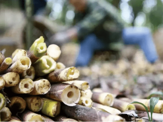 中冶柏芷山避暑度假公园太美了 北纬28 最美避暑天堂 重庆人的避暑后花园 项目 全网搜