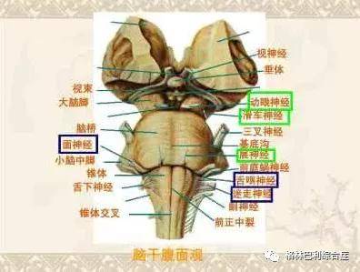 症状|四肢麻木,部分患者伴随发烧,格林巴利你还在观望?