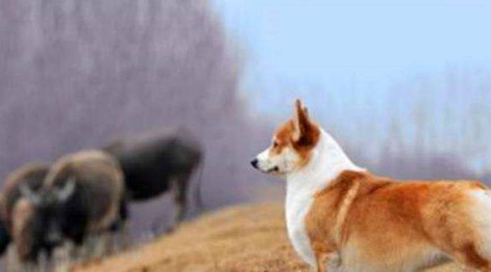 猎犬|阿拉前腿挂二哈背带上叫的像杀猪，二哈一脸懵，二哈：丢不丢狗…