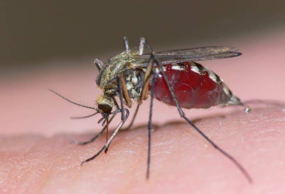 柬埔寨2400多人感染疟疾!发病率下降62%