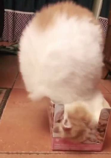 地方|加菲猫：这是主人给我的新房子，一定得住进去！主人：脑子瓦特了