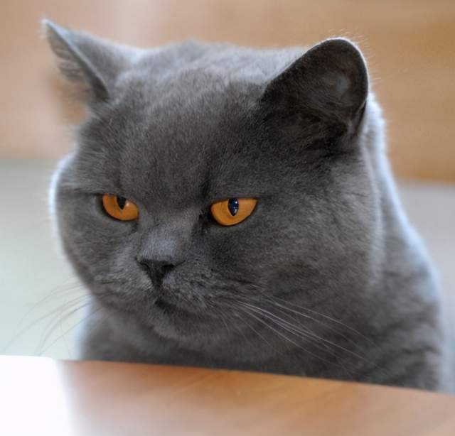 美国3种比狗狗还忠诚的家养猫,认准你就是一辈子,与人亲近招人喜欢