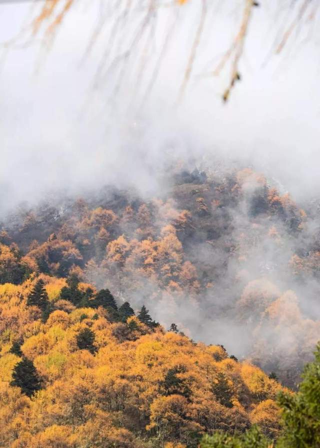 「草科乡」彩林风光无限好