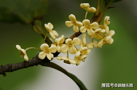 如何制作干桂花不变色 42c5ed78d6114735a1c7dd45f4fefd7f.png