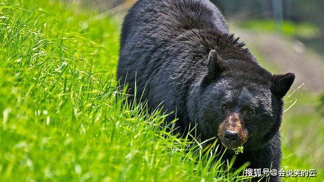 世界上聲音最大的動物是什麼?狼和老虎能排第幾名?