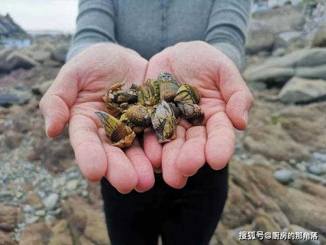 而是来源于另外一种名叫藤壶的动物不过你知道吗,皮肤病不是人类特有