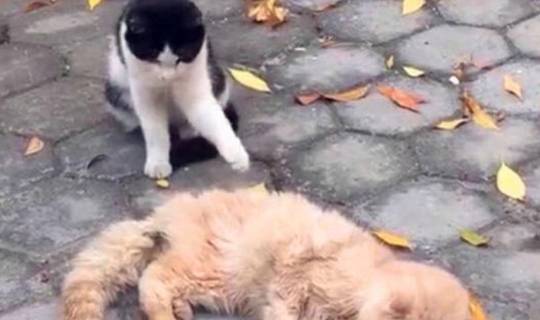地方|善良流浪猫偶遇濒死加菲，呼唤好心人及时救助后，默默离开