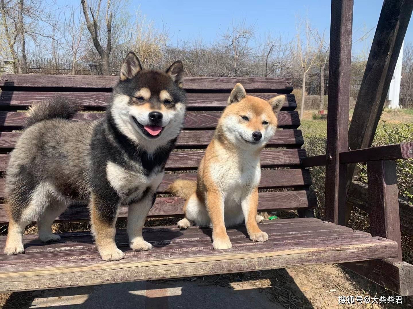 黑豆柴和赤豆柴有什么区别 价格差异大吗 黑色 全网搜