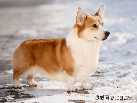 时间|柯基咖啡馆，爱宠人士的福音，非常值得去一次！