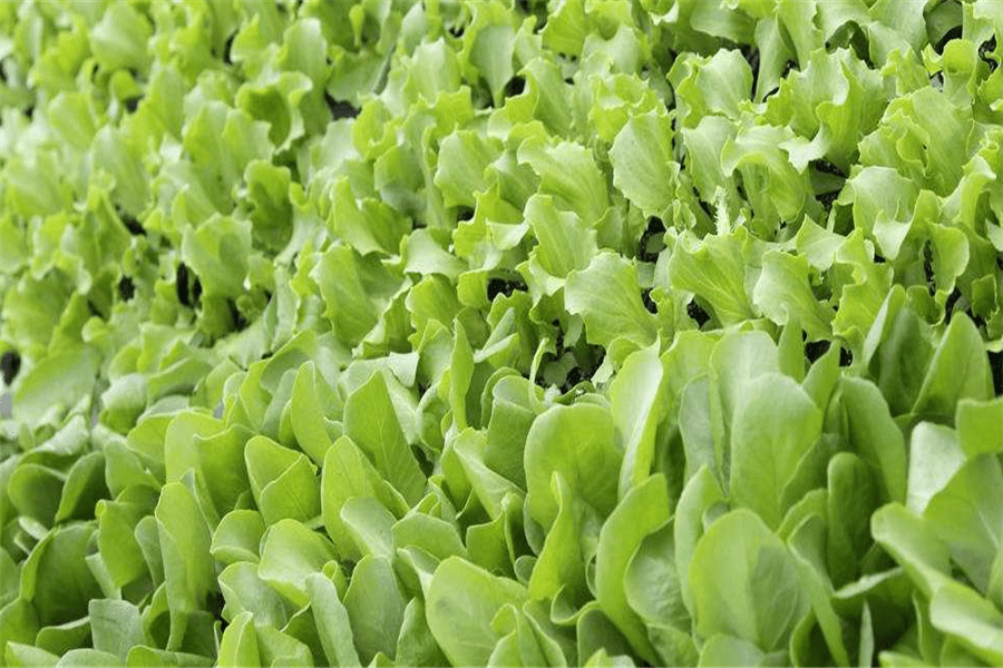 生菜冬季定植及定植後的管理你知道嗎