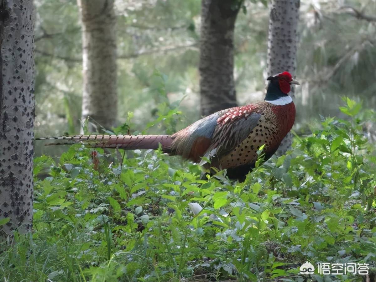 原创农村其他动物越来越少可是野鸡越来越多这是为什么呢