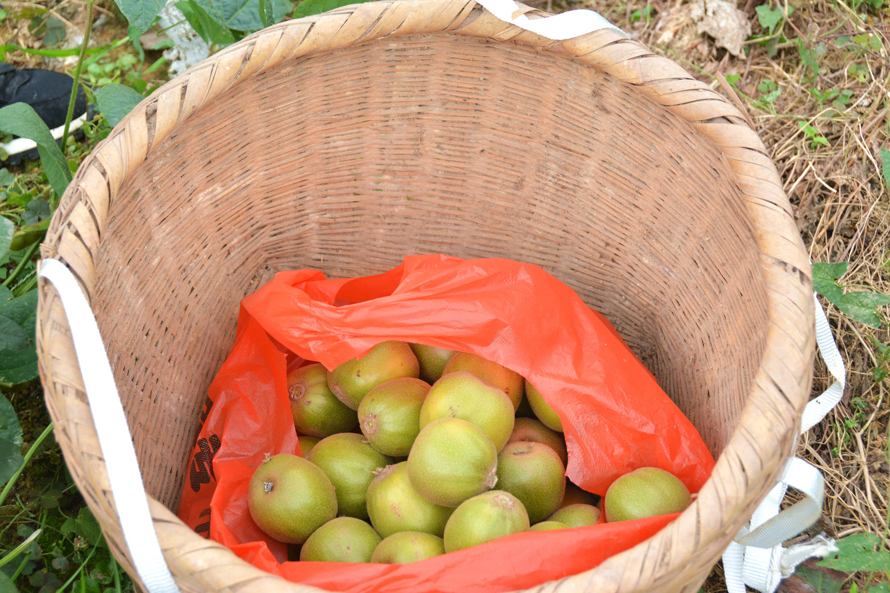 广元猕猴桃大丰收，今年产量将达到1.3万吨，产值将突破2亿元
