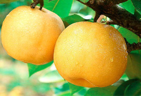 面包|处暑后,早餐建议“喝2粥、吃3果”,润燥解秋乏,比吃面包强