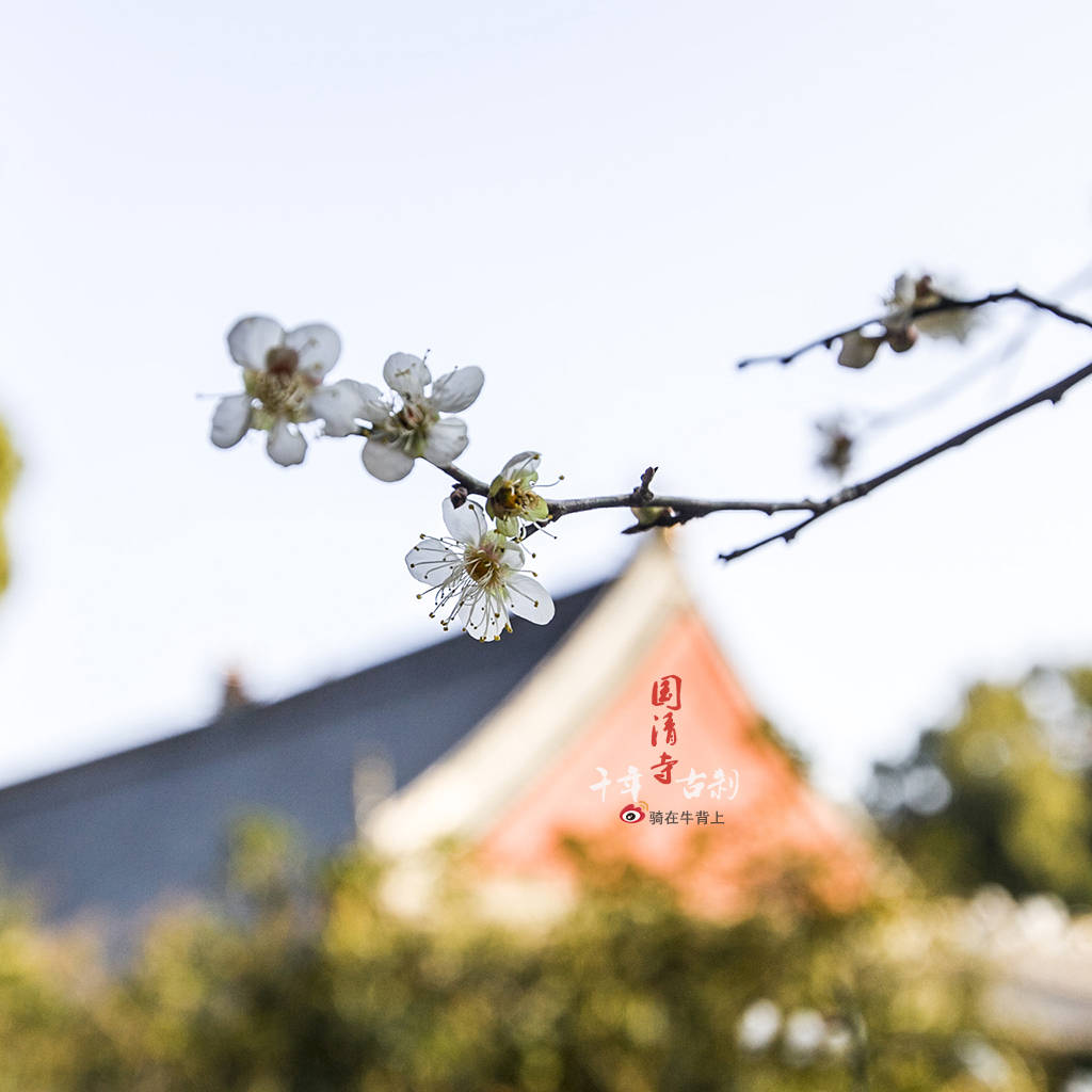 大气|浙江省千年古寺庙,被日本高僧称为“祖庭”,门票仅0元