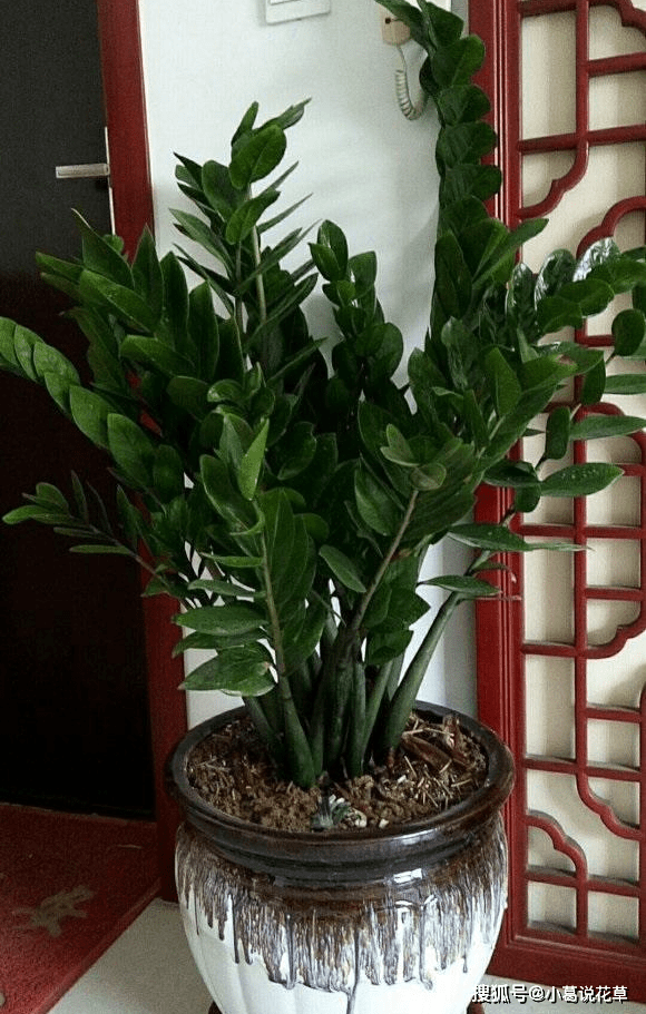 怎么养金钱树叶子才绿 c1a17740f40c45f3b6344c58826dd6b0.png