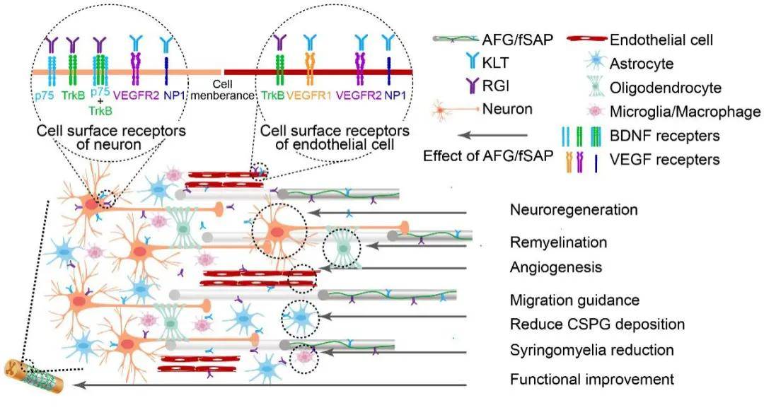 脊髓损伤康复治疗方案 dd0264b70cdb4d89bf2a440847d41729.jpeg