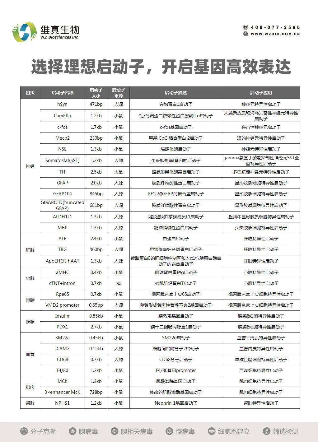 shRNA|『维真生物_RNA干扰』如何实现组织特异性干扰？