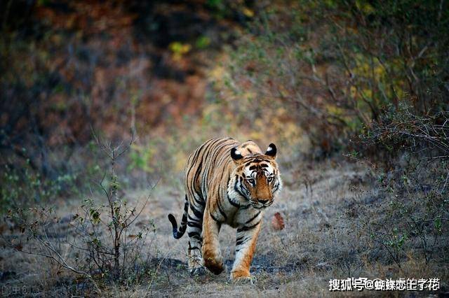 原创老虎女王玛琪莉单杀37米巨鳄一生传奇永驻人心