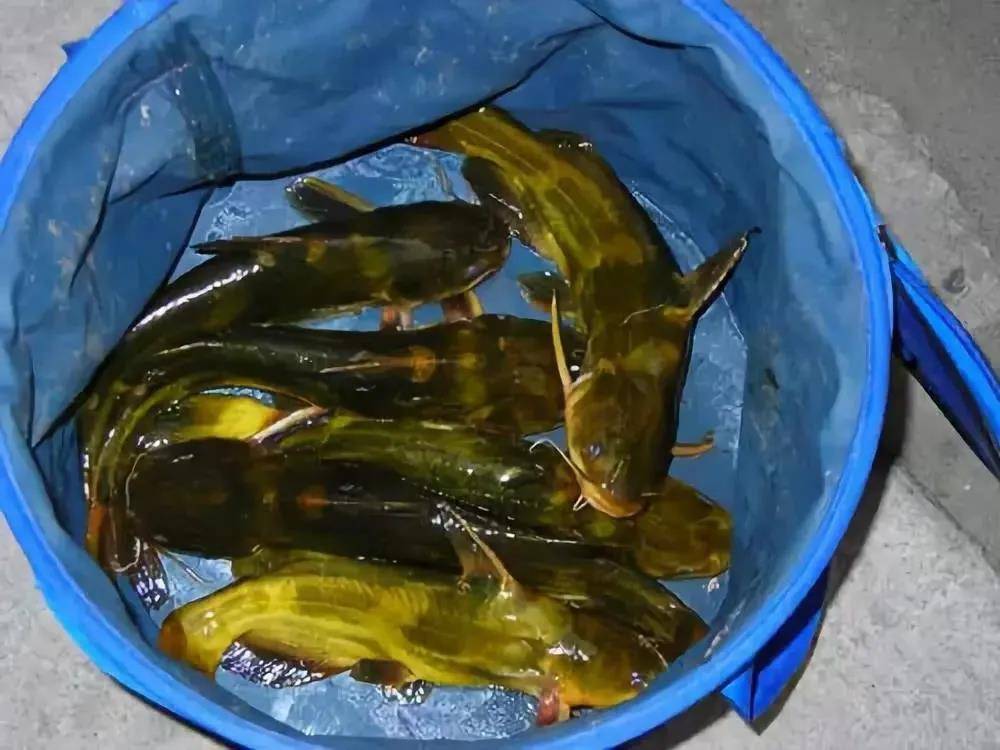 啥是黄骨鱼 70b28e6e633a4533b3873b191d0f90c2.jpeg