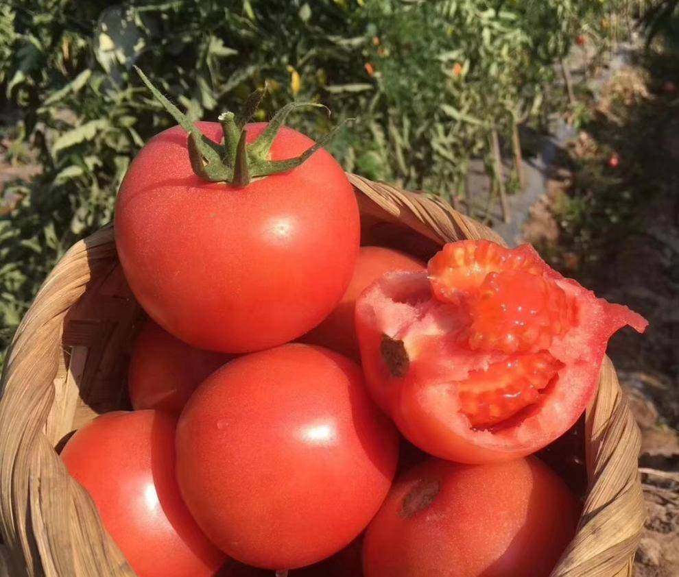 九个月可以吃西红柿 7aa82945b16e4eee868f2b2c28894c21.jpeg