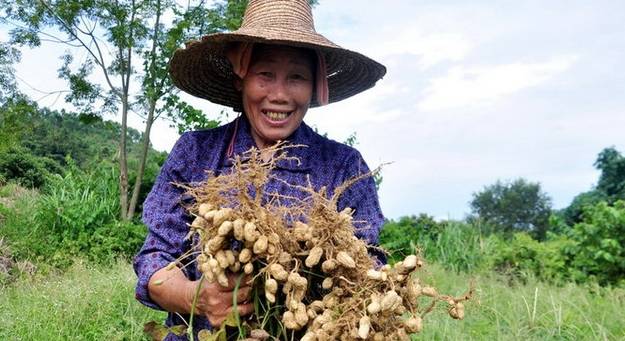 图片|经常把水煮花生当零食吃,竟有如此神奇的效果,早知早受益