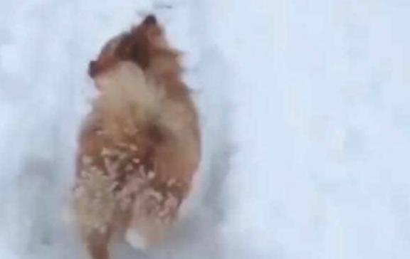 天气|柯基出门，屁股结了几颗冰球，汪：谁一直在打我屁股！